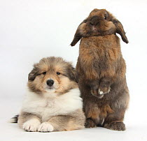 Sable Rough Collie puppy, 7 weeks, with Lionhead Lop rabbit, Dibdab.