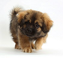 Tibetan Spaniel dog puppy, Bair, 13 weeks.