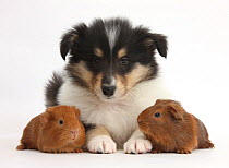 Tricolour Rough Collie puppy and baby red Guinea pigs.