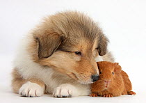Sable Rough Collie puppy and baby red Guinea pig.