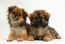 Tibetan Spaniel and dog puppy, Bair, 13 weeks.