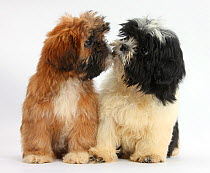 Brown and black-and-white Shih-tzu puppies 'kissing'.