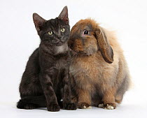 Smoke black kitten and Lionhead-Lop rabbit, Dibdab.