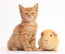 Ginger kitten and yellow Guinea pig.