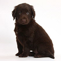 RF- Liver Flatcoated Retriever puppy, 6 weeks, sitting. (This image may be licensed either as rights managed or royalty free.)