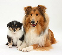Sable Rough Collie dog, and tricolour puppy, 7 weeks.