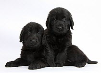 Liver and black Flatcoated Retriever puppies, 6 weeks, together.