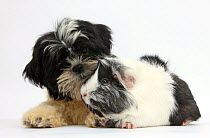 Black-and-white Shih-tzu puppy and Guinea pig.
