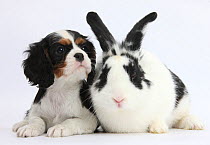 Tricolour Cavalier King Charles Spaniel puppy with black-and-white rabbit, Bandit.