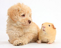Cute Toy Goldendoodle puppy and Guinea pig.