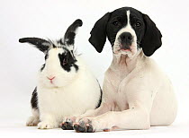 English Pointer puppy, Isla, 10 weeks, with black-and-white rabbit, Bandit.