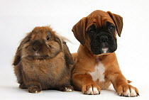 Boxer puppy, Boris, 12 weeks, with Lionhead-Lop rabbit, Dibdab.