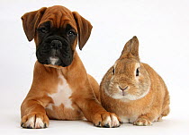 Boxer puppy, Boris, 12 weeks, with Netherland Dwarf-cross rabbit, Peter.