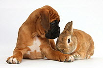 Boxer puppy, Boris, 12 weeks, with Netherland Dwarf-cross rabbit, Peter.
