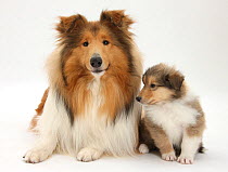 Sable Rough Collie dog, and puppy, 7 weeks.