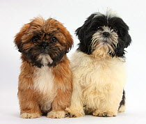 Brown and black-and-white Shih-tzu puppies.