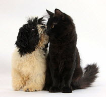 Black-and-white Shih-tzu puppy and black Maine Coon kitten.