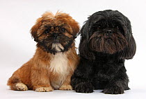 Brown Shih-tzu puppy and black Shih-tzu bitch.