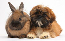Brown Shih-tzu puppy and rabbit.