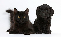 Black Maine Coon kitten and cute Doxiedoodle puppy.