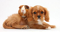 Cavalier King Charles Spaniel puppy, Star, with Guinea pig, Amelia.