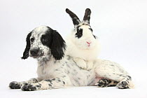 Black-and-white Border Collie x Cocker Spaniel puppy, 11 weeks, with matching rabbit, Bandit.