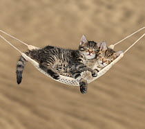Two cute tabby kittens, Stanley and Fosset, 7 weeks, sleeping in a hammock.