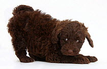 Cute chocolate Toy Goldendoodle puppy in play-bow.