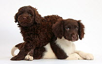Chocolate-and-white Cocker Spaniel puppy and chocolate Goldendoodle puppy.