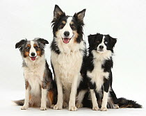 Miniature American Shepherds: Black-and-white dog 'Mac' aged 19 months, and tricolour merle bitch, 'Yana' aged 16 months, with tricolour Border Collie dog 'Keen'