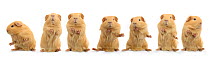 Composite image of 'dancing' guinea pig, standing on hind legs sequence