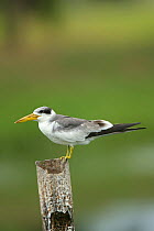 Large-billed tern (Phaetusa simplex) perched on post, Trinidad, April