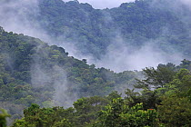 Low clouds in valley, Morne La Croix, Trinidad, April 2013