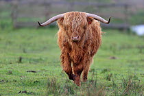 Highland cow (Bos taurus) portrait, Strumpshaw Fen RSPB, Norfolk, UK, May