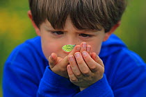 Boy looking at Green-veined White butterfly (Pieris napi) on his hand, Dorset, UK, May 2013, Model released.