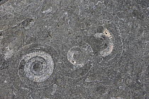 Ammonite pavement (Arietites / Coroniceras bucklandi) Monmouth Beach, Lyme Regis, Dorset.