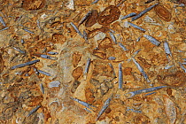 Belemnite rostrum fossils in rock, Dorset, UK.