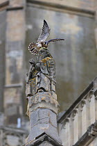 Peregrine falcon (Falco peregrinus) landing on statue's head, Norwich Cathedral, Norfolk, UK, June.