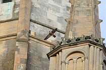Peregrine falcon (Falco peregrinus) in flight, Norwich Cathedral, Norfolk, UK, June.