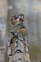 Peregrine falcon (Falco peregrinus) on statue's head, Norwich Cathedral, Norfolk, UK, June