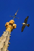 Peregrine falcon (Falco peregrinus) flying past spire, Norwich Cathedral, Norfolk, UK, June.