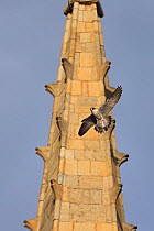 Peregrine falcon (Falco peregrinus) flying past spire carrying prey, Norwich, Norfolk, Cathedral, June.