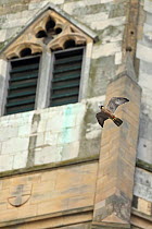 Peregrine falcon (Falco peregrinus) flying past Norwich Cathedral, Norwich, Norfolk, UK, June.