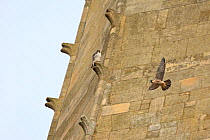 Peregrine falcon (Falco peregrinus) flying past spire, another perched, Norwich Cathedral, Norwich, Norfolk, June.