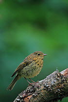 European robin (Erithacus rubecula) perched on branch, Norwich, Norfolk, UK, July.
