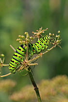 Swallowtail (Papilio machaon) caterpillar feeding on seed head, Strumpshaw Fen RSPB, Norfolk, UK, August.
