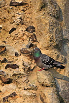 Feral pigeon / Rock dove (Columba livia) perched on wall, Norwich Cathedral, Norwich, Norfolk, UK, June.