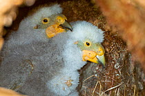 Kea (Nestor notabilis) two week chicks in burrow nest in tussock high country above tree line, Castle Hill, Southern Alps, South Island, New Zealand, October.