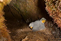 Kea (Nestor notabilis) two week chicks in burrow nest in tussock high country above tree line, Castle Hill, Southern Alps, South Island, New Zealand, October.