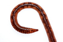 Common earthworm (Lumbricus terrestris) Crete, Greece Meetyourneighbours.net project